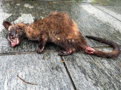 (Masked Palm Civet) dying