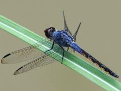 (Swampwatcher) male profile