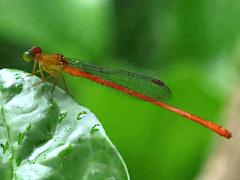 (Nipponicum Sprite) lateral