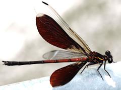 (Formosan Damselfly) male dorsal