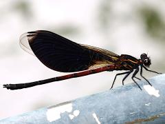 (Formosan Damselfly) male lateral