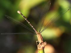 (Powdered Dancer) female brown form dorsal