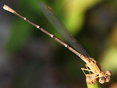(Powdered Dancer) female brown form profile