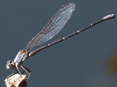 (Powdered Dancer) male pruinose lateral