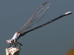 (Powdered Dancer) male pruinose profile