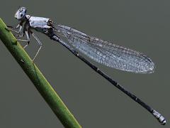 (Powdered Dancer) male pruinose side