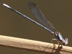 (Powdered Dancer) male teneral lateral