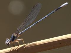 (Powdered Dancer) male teneral profile