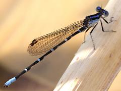 (Blue-ringed Dancer) male profile