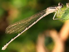 (Familiar Bluet) female lateral