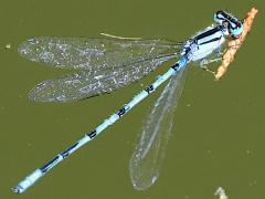 (Familiar Bluet) male dorsal
