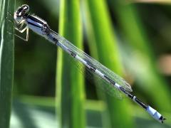 (Familiar Bluet) male profile