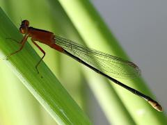 (Rambur's Forktail) female lateral