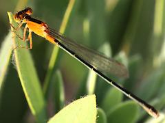 (Rambur's Forktail) female profile