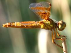 (Mexican Amberwing) female lateral