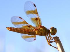 (Mexican Amberwing) female profile