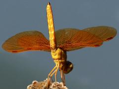 (Mexican Amberwing) male obelisk underside