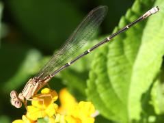 (Powdered Dancer) female brown form lateral
