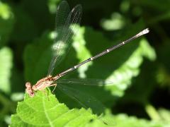 (Powdered Dancer) female brown form profile