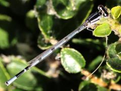 (Familiar Bluet) female dorsal