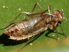 (Skimmer Dragonfly) exuvia lateral