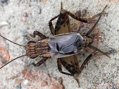 (Polionemobius Ground Cricket) male dorsal
