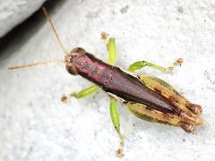 (Short-winged Rice Grasshopper) nymph dorsal