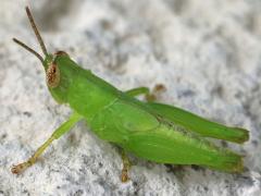 (Short-winged Rice Grasshopper) nymph profile