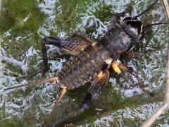 (Teleogryllus Field Cricket) male dorsal