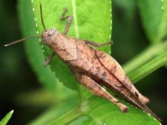 (Praemorsa Grasshopper) dorsal