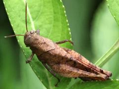(Praemorsa Grasshopper) profile