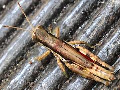(Short-winged Rice Grasshopper) dorsal