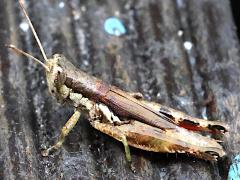 (Short-winged Rice Grasshopper) lateral