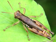 (Short-winged Rice Grasshopper) posterior