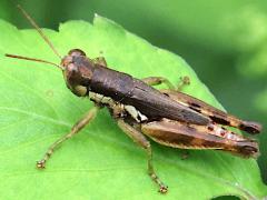 (Short-winged Rice Grasshopper) profile