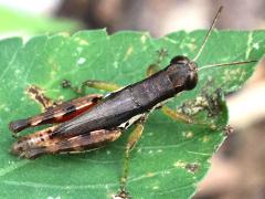 (Short-winged Rice Grasshopper) rear