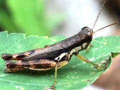(Short-winged Rice Grasshopper) side