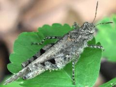(Carinate Locust) female profile