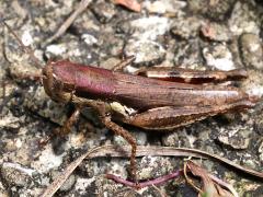 (Short-winged Rice Grasshopper) lateral