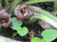 (Reflexed Wild Ginger) flowers