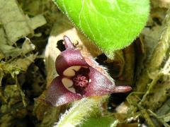 (Reflexed Wild Ginger) flower
