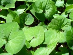 (Reflexed Wild Ginger)