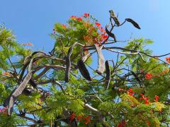 (Flamboyant) pods