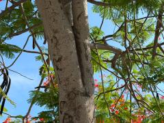 (Flamboyant) trunk