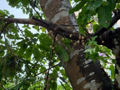 (Japanese Superb Fig) tree