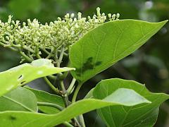 (Malbau) inflorescence