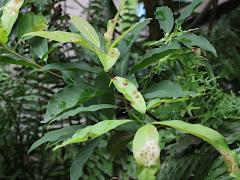 (Laurel) shrub