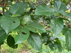 (Malbau) leaves