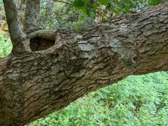 (Malbau) trunk