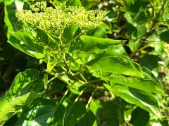 (Malbau) inflorescence
